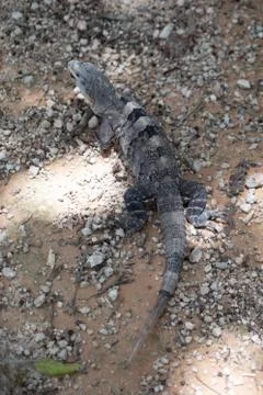 Chichen Itza (105) Stock Photos