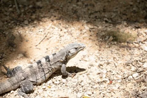 Chichen Itza (106) Stock Photos