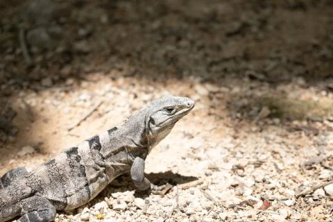 Chichen Itza (107) Stock Photos