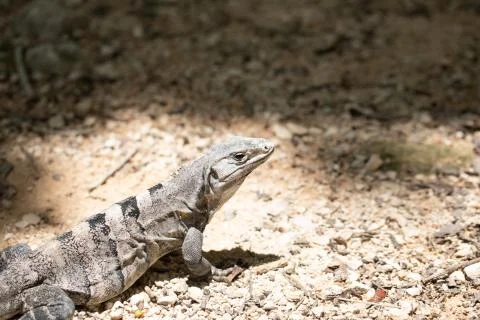 Chichen Itza (108) Stock Photos