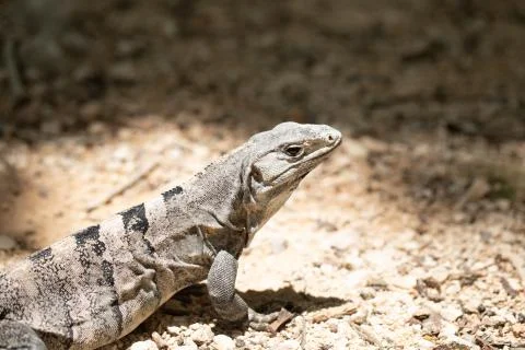 Chichen Itza (109) Stock Photos