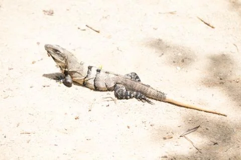 Chichen Itza (112) Stock Photos