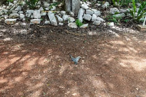 Chichen Itza (65) Stock Photos