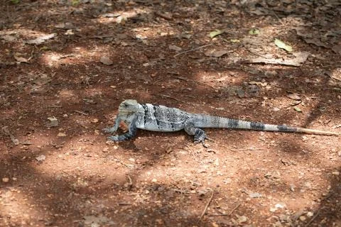 Chichen Itza (67) Stock Photos
