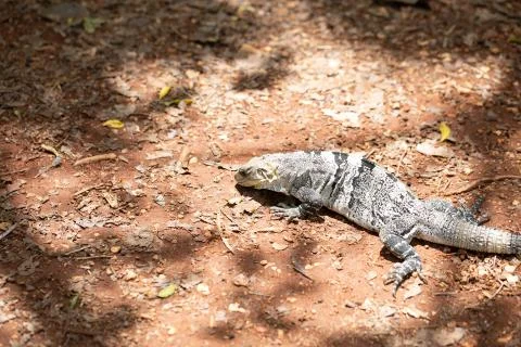 Chichen Itza (70) Stock Photos