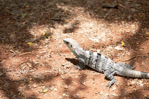 Chichen Itza (71) Stock Photos