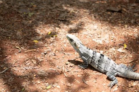Chichen Itza (72) Stock Photos