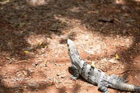 Chichen Itza (73) Stock Photos