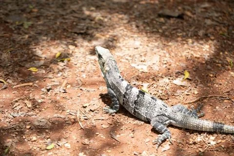 Chichen Itza (74) Stock Photos