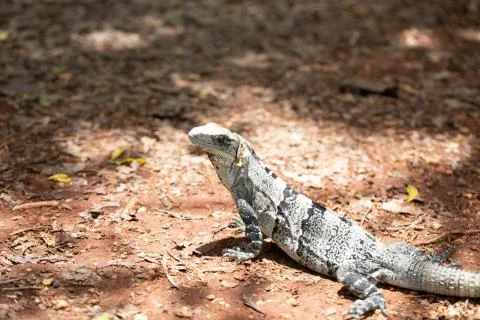 Chichen Itza (75) Stock Photos