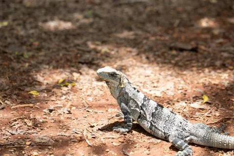 Chichen Itza (76) Stock Photos