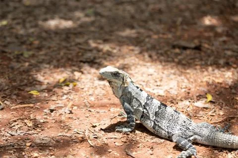 Chichen Itza (77) Stock Photos