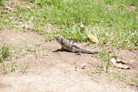 Chichen Itza (89) Stock Photos