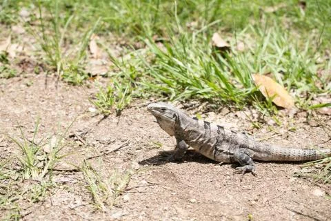 Chichen Itza (90) Stock Photos