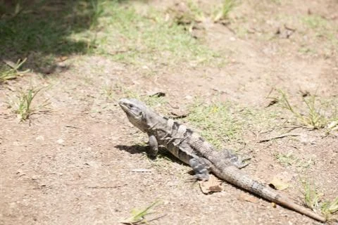 Chichen Itza (95) Stock Photos