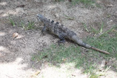 Chichen Itza (96) Stock Photos