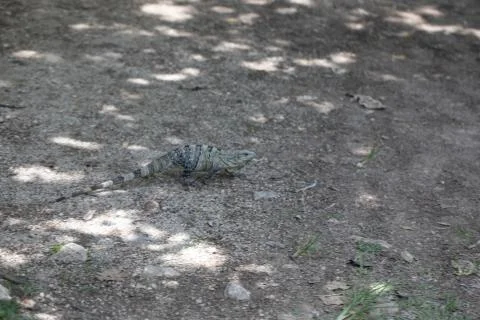 Chichen Itza (97) Stock Photos