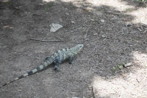 Chichen Itza (99) Stock Photos