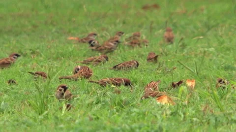 Chichiricka birds feeding Video stock 45254293