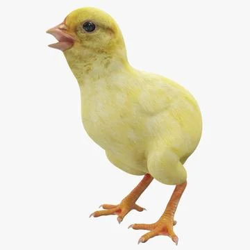 Chick 3D Model
