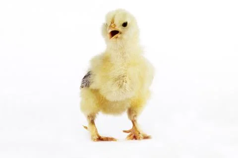 CHICK AGAINST WHITE BACKGROUND Stock Photos