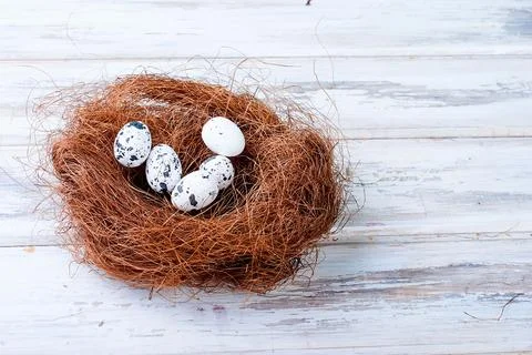 Chick and Easter eggs in the nest Stock Photos