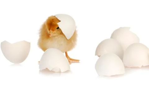 Chick and egg Stock Photos