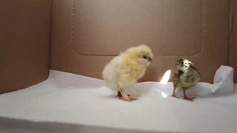 Chick and Quail 00 Video stock 275516996