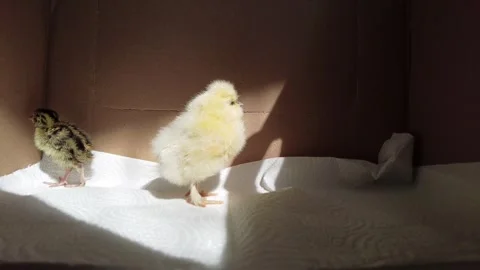 Chick and Quail 01 Video stock 275517097