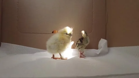 Chick and Quail 03 Video stock 275517099