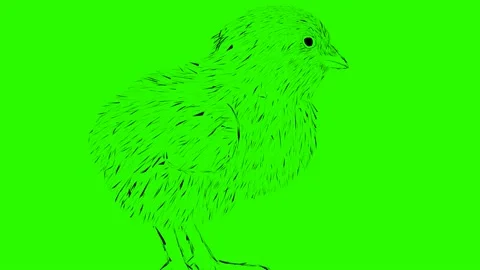 Chick animation Stock Footage 167205029
