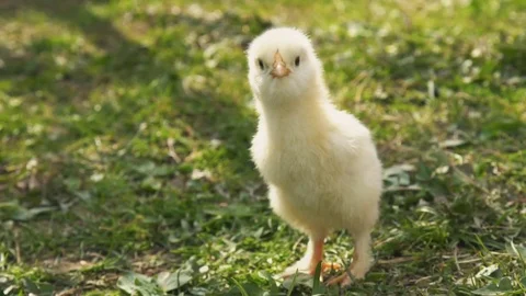 Chick on a background of green grass Stock Footage