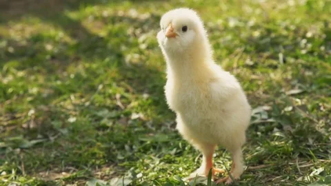 Chick on a background of green grass Stock Footage 75671773