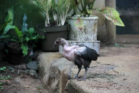 A chick with bald feathers Stock Photos