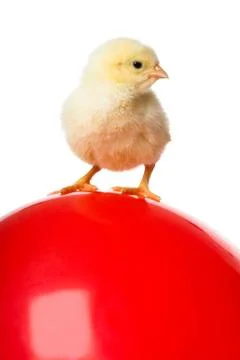 Chick on balloon Stock Photos