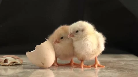 Chick beaks egg shell Stock Footage 132606079