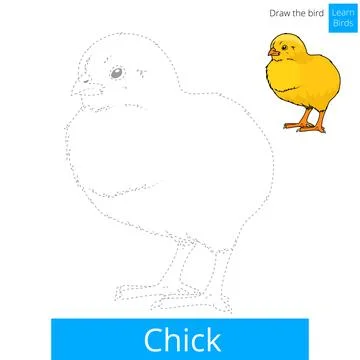 Chick bird learn to draw vector Stock Illustration