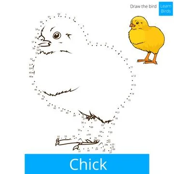 Chick bird learn to draw vector Stock Illustration