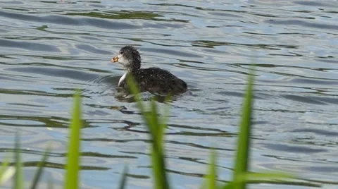 Chick of black coot diving in a pond Stock Footage 50927493