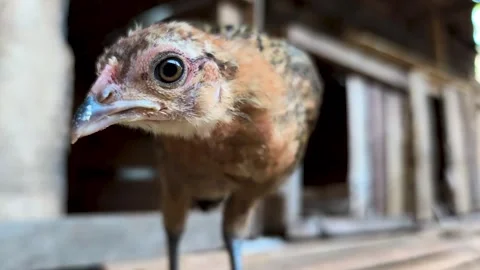A chick that is in the cage. Vidéo 329497565