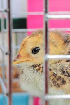 Chick on cage Stock Photos