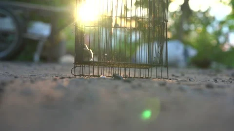 Chick in cage on sun rays background, cute little chicken for farm in countrysid Stock-Footage 133275391