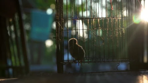 Chick in cage on sun rays background, cute little chicken for farm in countrysid Stock Footage 133275765