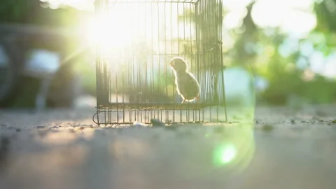 Chick in cage on sun rays background, cute little chicken for farm in countrysid Vídeo Stock 133276076