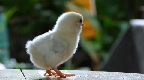 Chick call to hen Stock Footage
