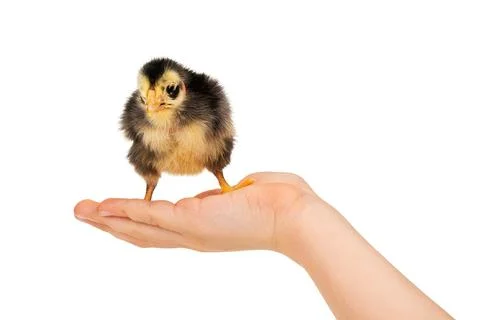 Chick on a child hand Stock Photos