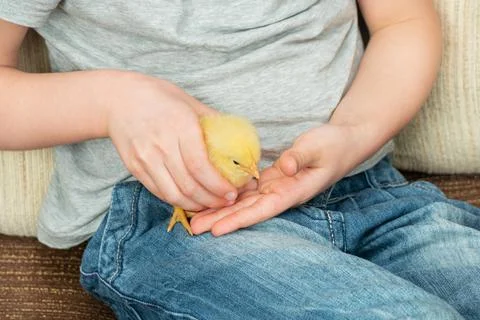 Chick in children hands, close-up Stock Photos
