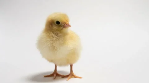 Chick chirping with white background Stock Footage 61651664