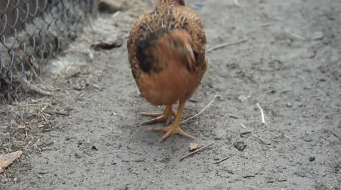 Chick close-up Video stock 54694992