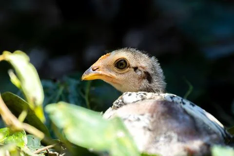 Chick Close Up with Selective Focus Stock Photos